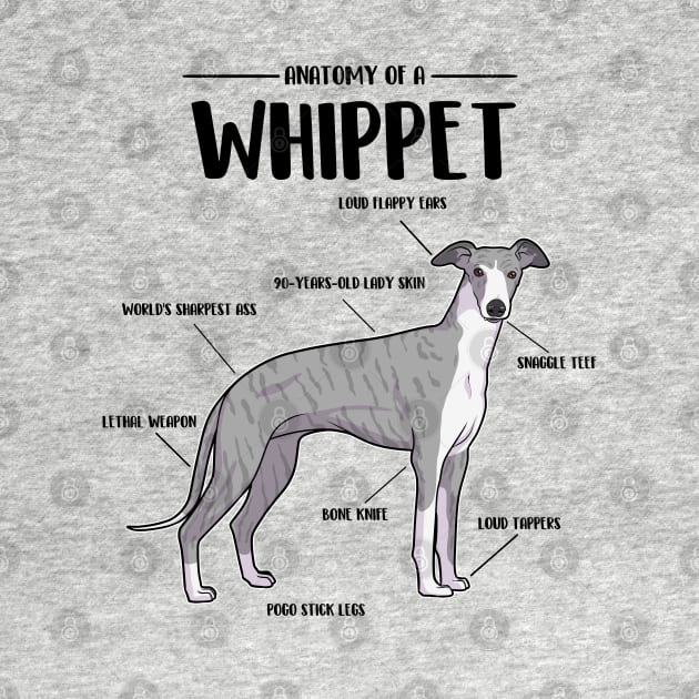 Anatomy of a Whippet by Iluvmygreyhound